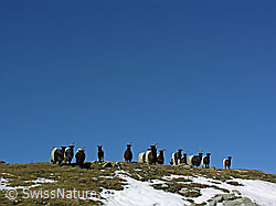 Photo: Walliser Schwarzhalsziegen