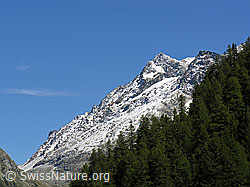 F039431: Blick vom Saflischtal zum Schwarzhorn