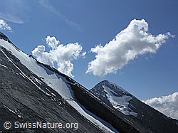 F039859: Altels NW-Flanke, Rinderhorn
