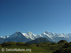 F040236: Alpweide vor Eiger, Mönch und Jungfrau