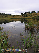 F040307: Uferbereich des Sewenseeli mit Spiegelung