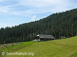 F040501: Alphütte Sewen, Flühli