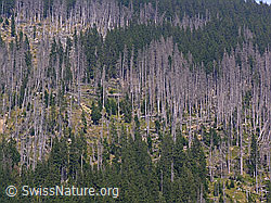 F040503: Bergwald mit Borkenkäferbefall