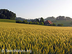 F040757: Landwirtschaftsbetrieb und Getreidefeld