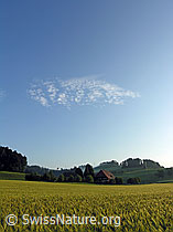 F040759: Gerstenfeld und Bauernhaus