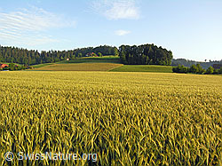 F040762: Getreidefelder