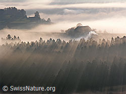 F041074: Morgenstimmung mit Nebel