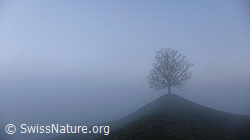 F041087: Hügel mit Linde im Nebel