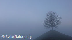 F041088: Hügel mit Baum im Nebel