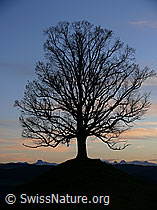 F041215: Abendstimmung mit Linde