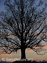 F041219: Abendstimmung mit Linde