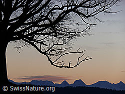 F041223: Abendstimmung mit Linde und Gantrisch