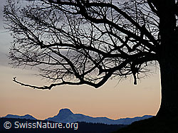 F041224: Abendstimmung mit Linde und Stockhorn