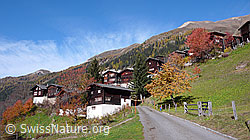 F041502: Walliser Bergdorf Imfeld in herbstlich gefärbter Umgebung