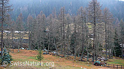 F041709: Vor Neuschnee durch Südstau