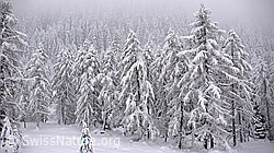 F041713: Neuschnee nach Südstau