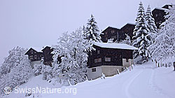 F041736: Neuschnee nach Südstau