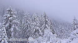 F041737: Neuschnee nach Südstau