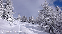 F041817: Verschneite Spur in Märchenlandschaft
