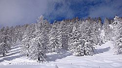 F041833: Verschneiter Lärchenwald