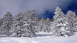 F041842: Verschneiter Lärchenwald im Binntal