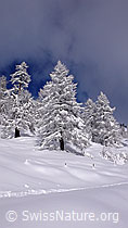 F041844: Frisch verschneite Lärchen mit Spur