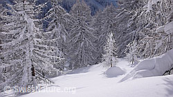 F041869: Verschneiter Lärchenwald