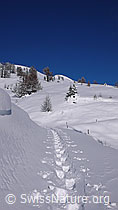 F041880: Schneeschuhspur in Winterlandschaft