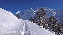 F041884: Winterlandschaft mit Schinhorn und Schneeschuhspur