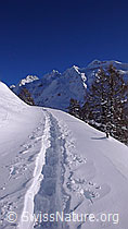 F041885: Winterlandschaft mit Schinhorn und Schneeschuhspur
