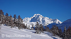 F041903: Winterlandschaft mit Ofenhorn, Lärchenwald und Alphütte