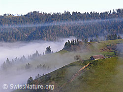 F042260: Stall auf Geländerücken über Nebelmeer