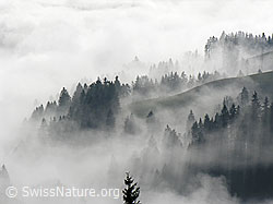 F042268: Tannenwald an der Nebelgrenze