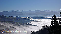 F042328: Blick über Nebelmeer zu den Berner Alpen