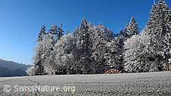 F042577: Winterwald in Raureiflandschaft