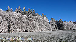 F042580: Waldrand in der Raureiflandschaft