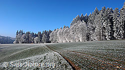 F042581: Raureiflandschaft am Waldrand