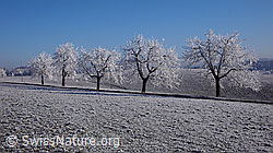 F042591: Baumreihe in Raureiflandschaft