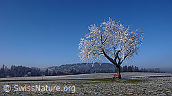 F042612: Bank unter Baum