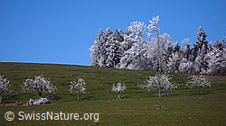 F042624: Baumreihe und Waldrand mit Raureif
