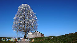 F042635: Baum mit Raureif