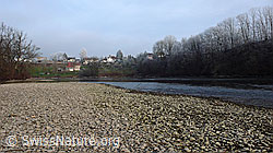 F042773: Ufer der Aare