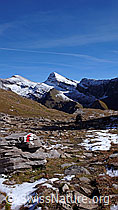 F043157: Bergweg, Wildgärst und Schwarzhorn
