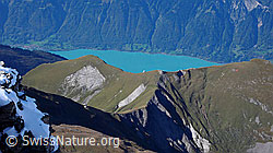 F043207: Wildgärst: Tschingel, Brienzersee, Axalphorn