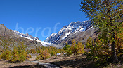 Photo: Herbstlicher Lärchenwald, Langgletscher und Lötschenlücke
