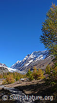 Photo: Herbstlicher Lärchenwald, Langgletscher und Lötschenlücke