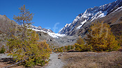 Photo: Herbstlicher Lärchenwald, Langgletscher und Lötschenlücke