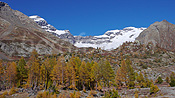 F043551: Herbstlicher Lärchenwald, Lauterbrunnen Breithorn und Grosshorn