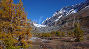 Photo: Herbstlich gefärbte Lärchen, Langgletscher und Lötschenlücke