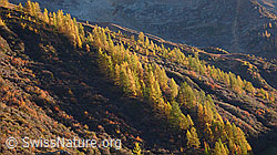 F043659: Herbstwald im Lötschental